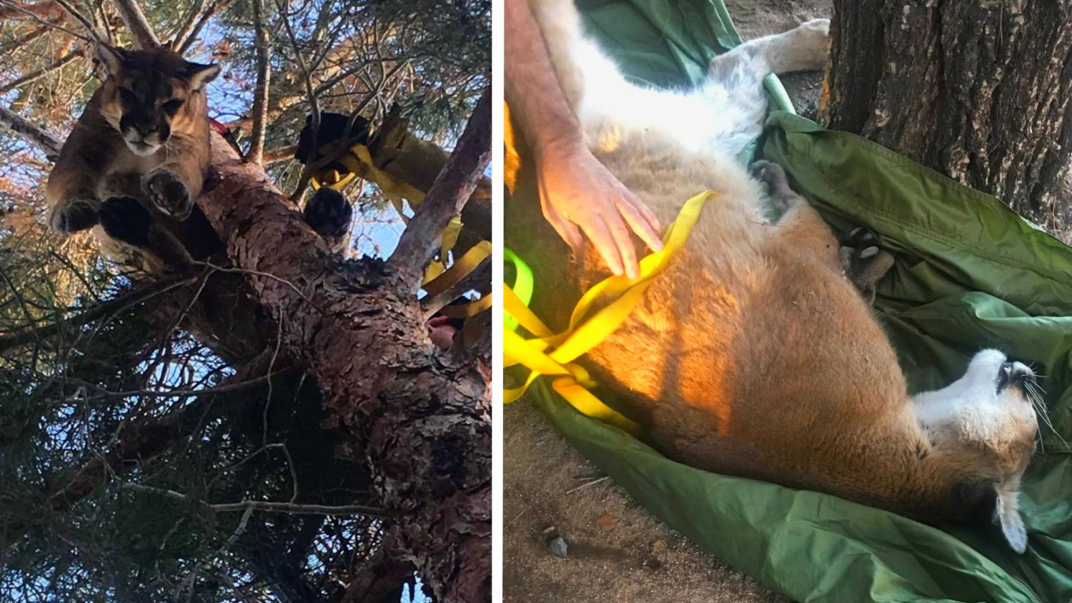 Mountain Lion Removed From Tree in California Backyard