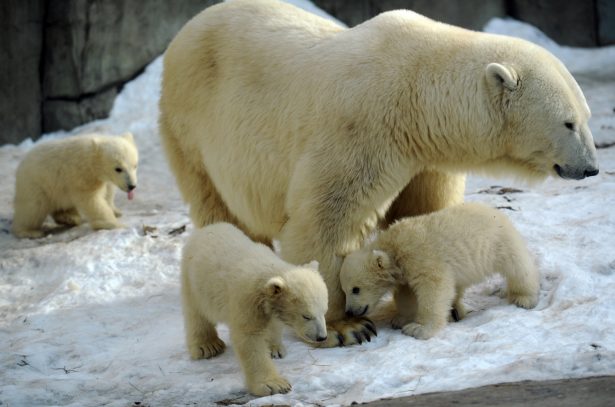 A mother polar bear plays with her three cubs born in last November, at the Moscow Zoo in Moscow, Russia, on March 22, 2012. (Andrey Smirnov/AFP/Getty Images)