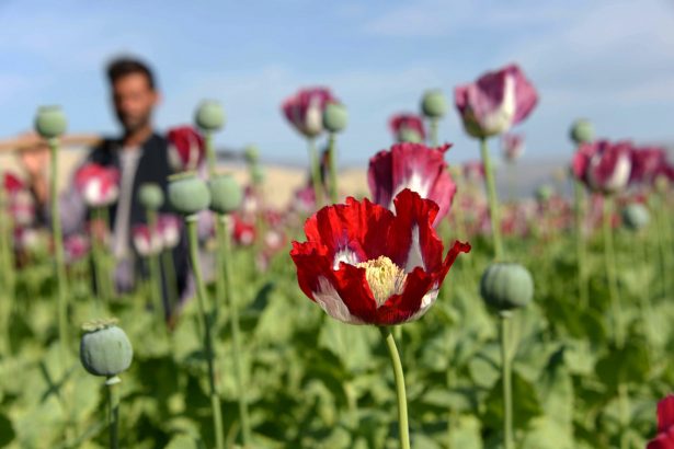 A farmer in a blooming poppy field on the outskirts of Jalalabad in Nangarhar Province, Afghanistan, on April 12, 2014. (Noorullah Shirzada/AFP/Getty Images)