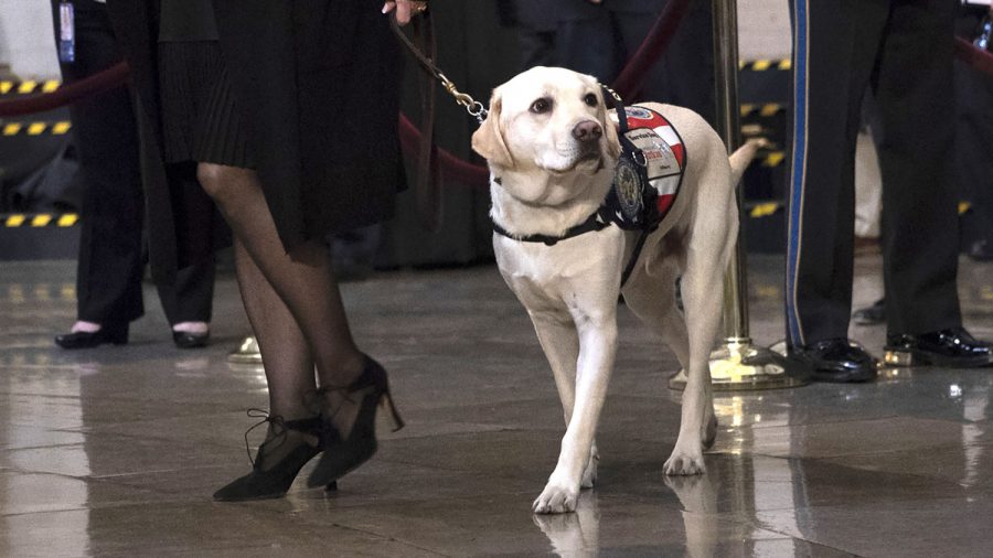 George H.W. Bush’s Beloved Service Dog ‘Sully’ Gets New Job With the US Navy