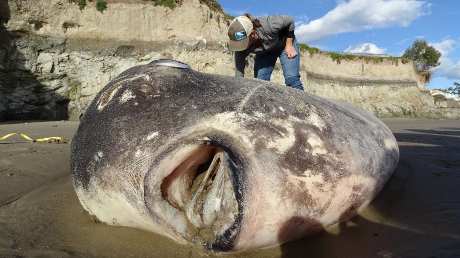 A Huge, Strange-Looking Fish Washed up on a California Beach. Scientists Say It’s a First