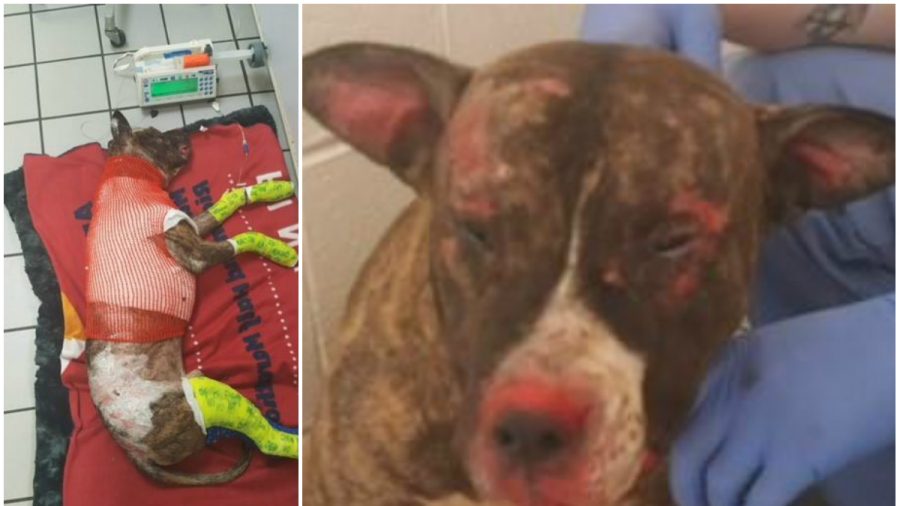 Virginia Animal Shelter Seeks Suspect After Dog Set on Fire