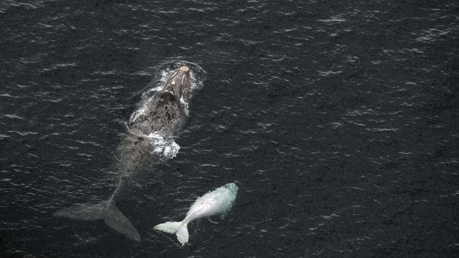 7 Right Whale Calves Spotted in Florida’s Atlantic Waters