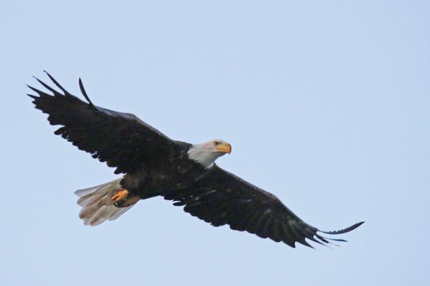 An American bald eagle flies over Mill Pond in Centerport, N.Y., on Aug. 2, 2018. (Bruce Bennett/Getty Images)