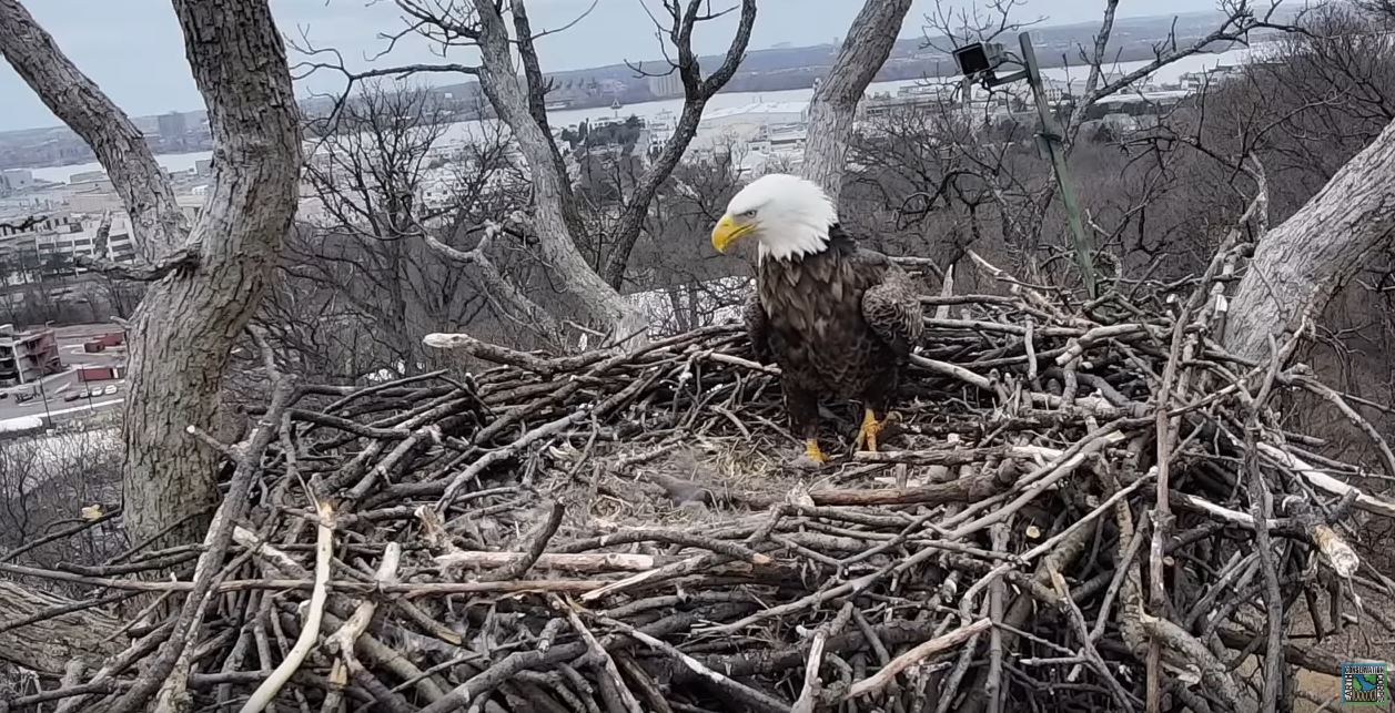 Bald Eagle ‘Justice’ Returns to Nest to Find ‘Liberty’ Has Moved On