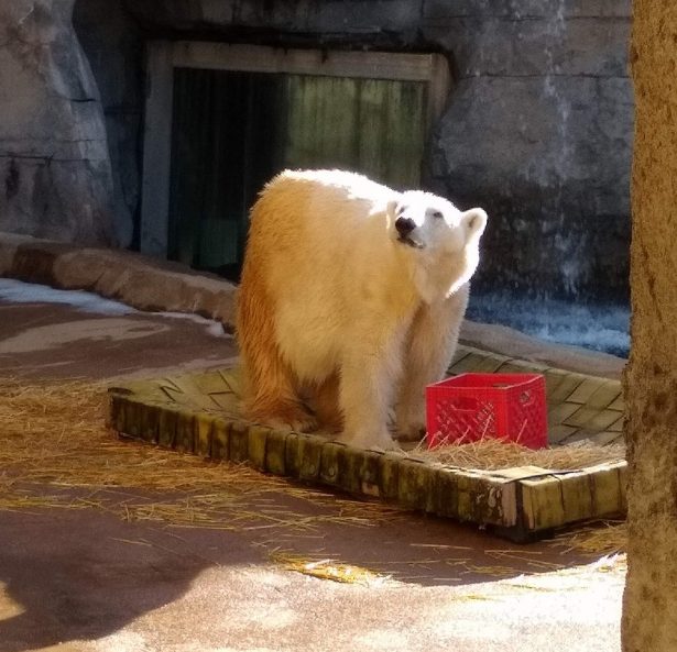 Bam Bam, a polar bear, in a file photo at the Kansas City Zoo. The polar bear was euthanized on Feb. 19, 2019. (Kansas City Zoo)