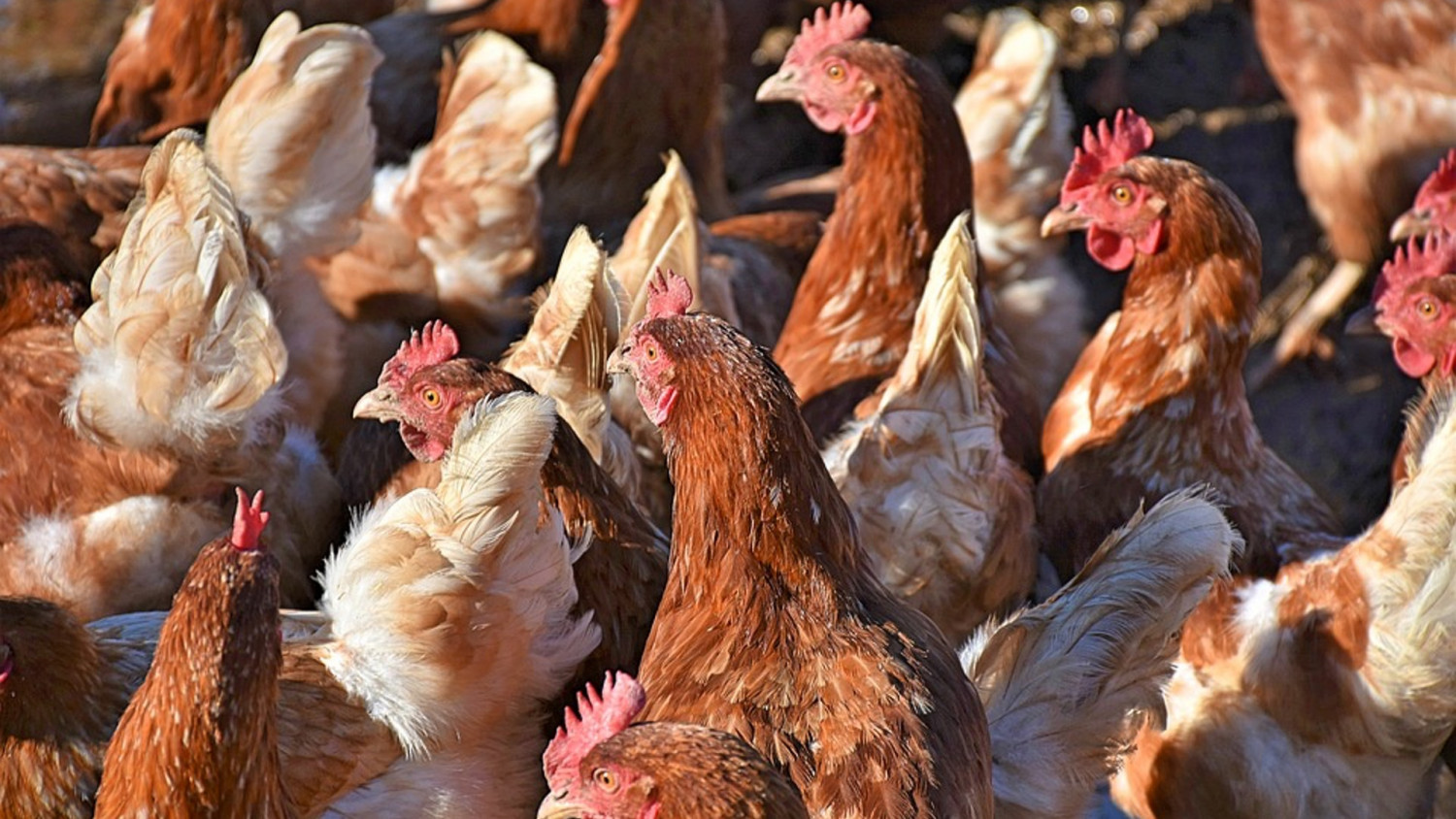 China Lifts Restrictions on Imports of US Poultry: Customs