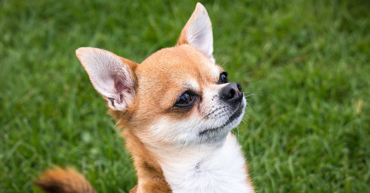 Chihuahua Wrapped With Bungee Cord, Electrical Wires; Transient on Probation Charged