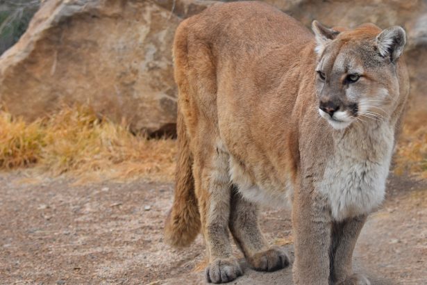 A mountain lion, in this undated handout from the Colorado Parks and Wildlife. (CPW)