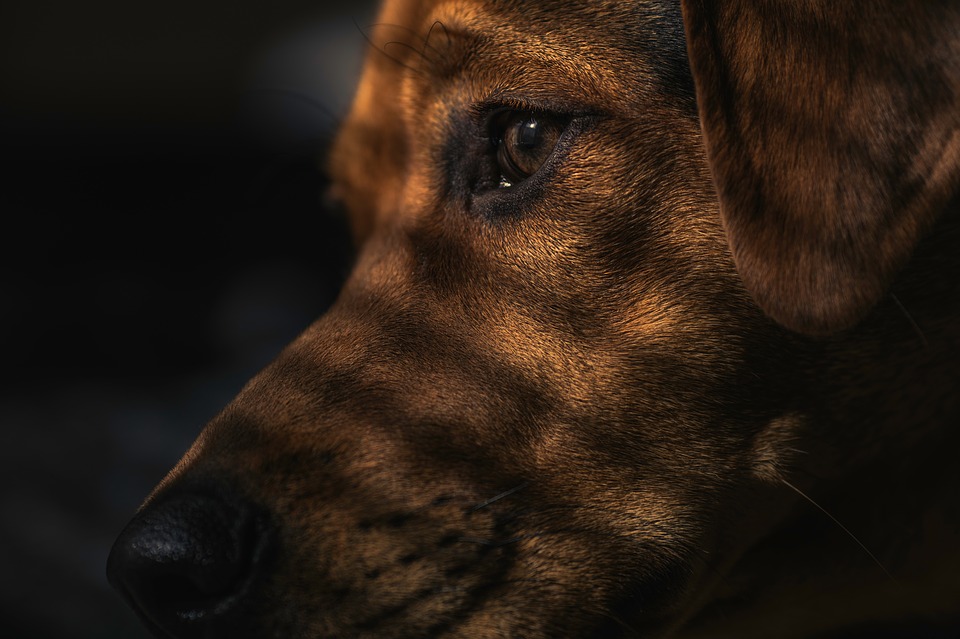 Representational image (Pixabay)