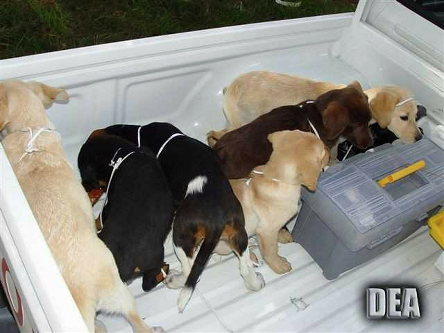This 2005 photo provided by U.S. Drug Enforcement Administration officials shows puppies rescued from a farm in Colombia destined for use by a U.S. veterinarian working for a Colombian drug trafficking ring. (U.S. Drug Enforcement Administration via AP, File)