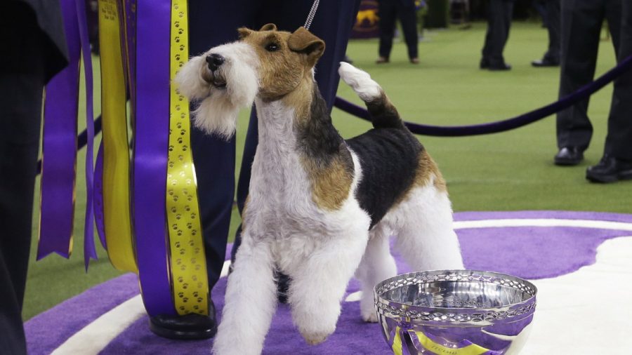 King the Wire Fox Terrier Takes Westminster’s Best in Show