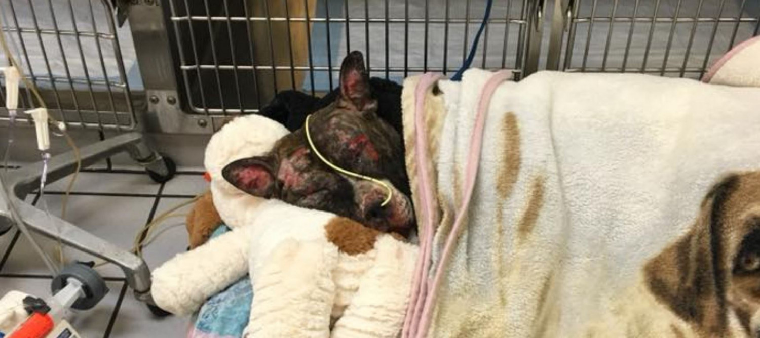 Dog Set on Fire After Being Tied to Pole Dies, Animal Control Says