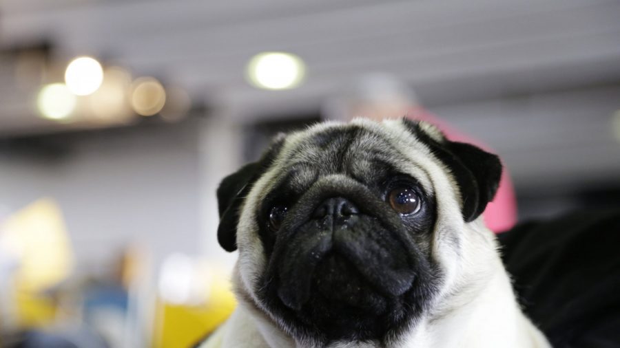Town Seizes Dog Over Unpaid Taxes, Sells It on Ebay, Now Faces Lawsuit