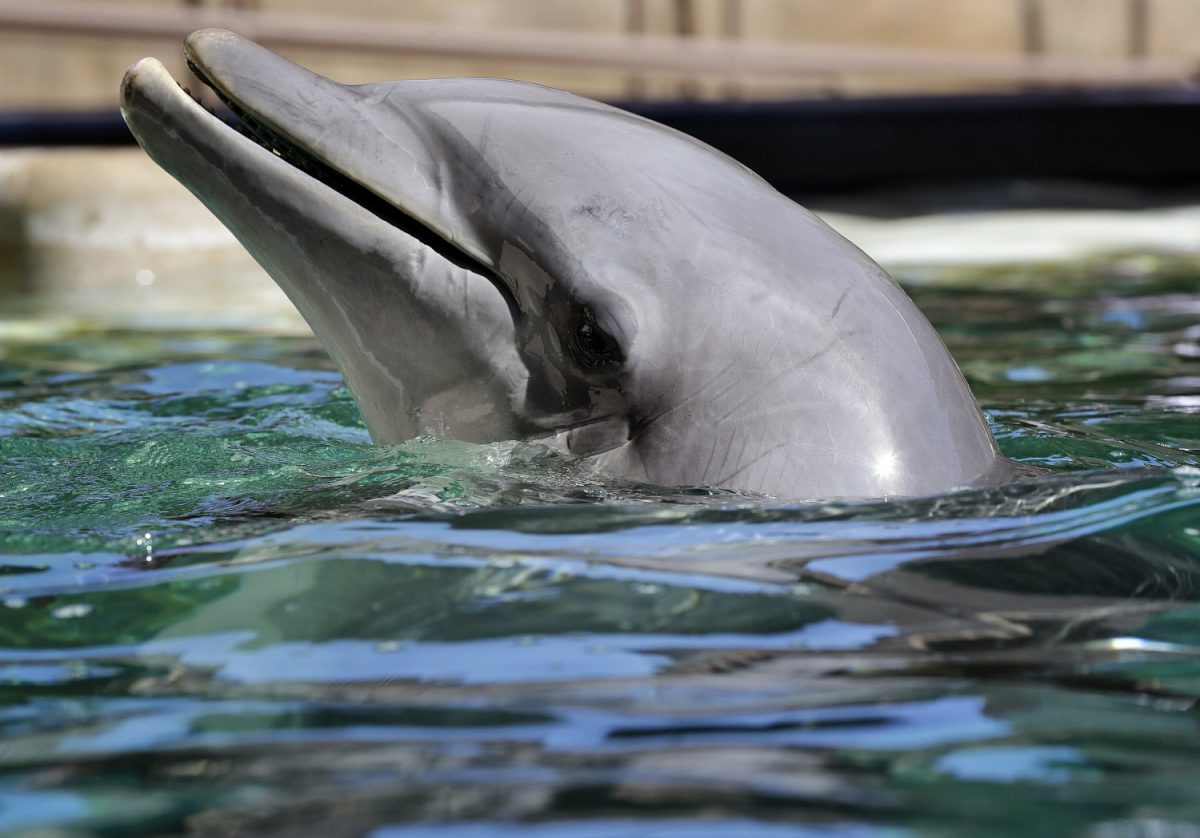 In this Oct. 13, 2016, file photo, a dolphin plays in the water at Dolphinaris in Scottsdale, Ariz. (File Photo/Matt York/AP)