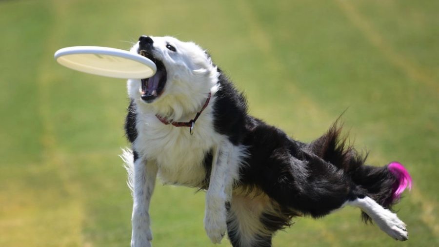 Dog Sets Record on Football Field With Super Long Flying Disc Grab