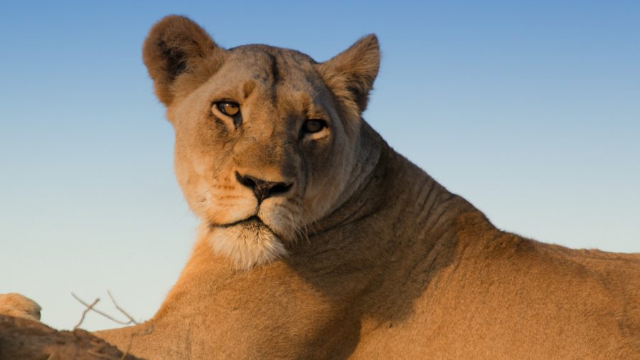 4-Year-Old Girl In Critical Condition After Scalp Clawed By Lioness