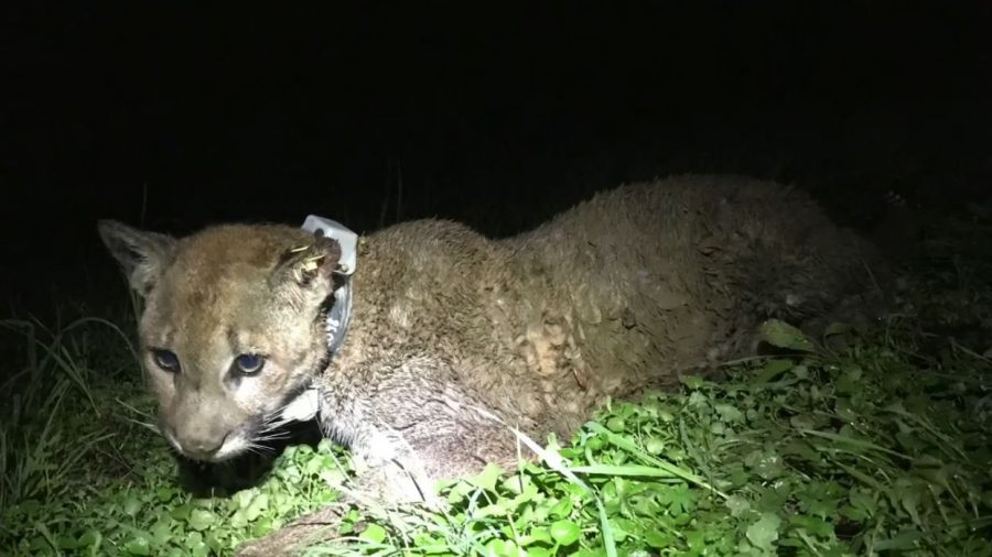 Mountain Lion Shot Dead by Landowners After Killing Sheep