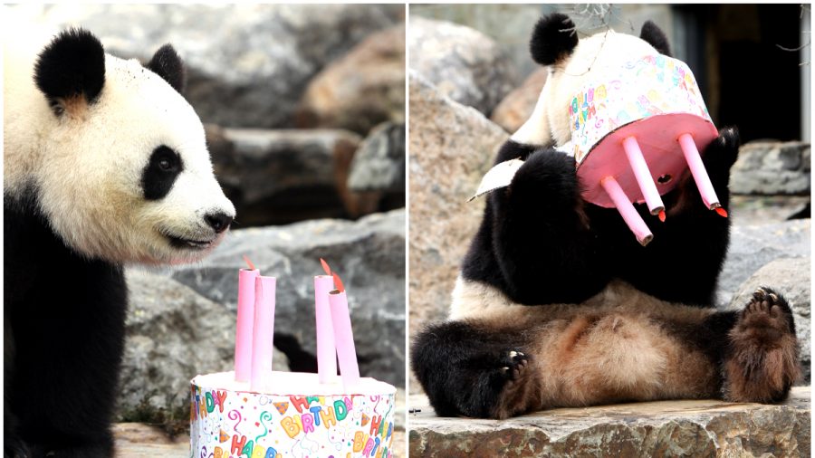 Adelaide Zoo Calls for More Tax Dollars to Fund China’s Panda Breeding Program