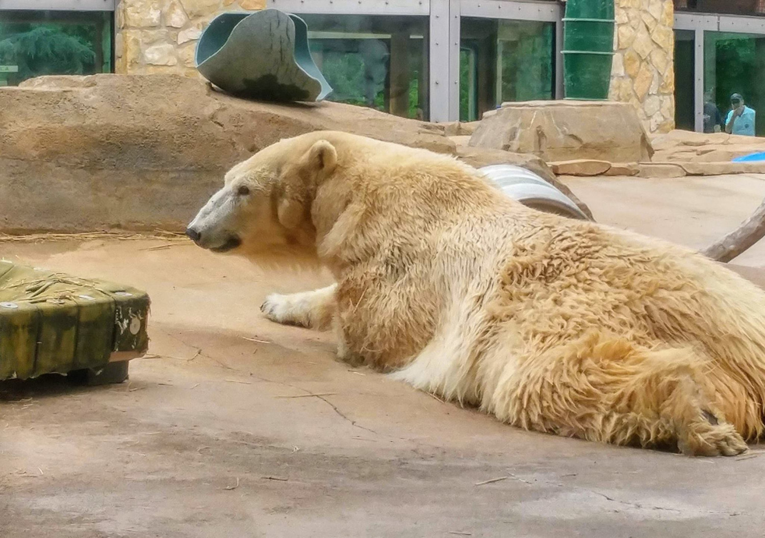 Polar Bear, 31, Dies at Kansas City Zoo
