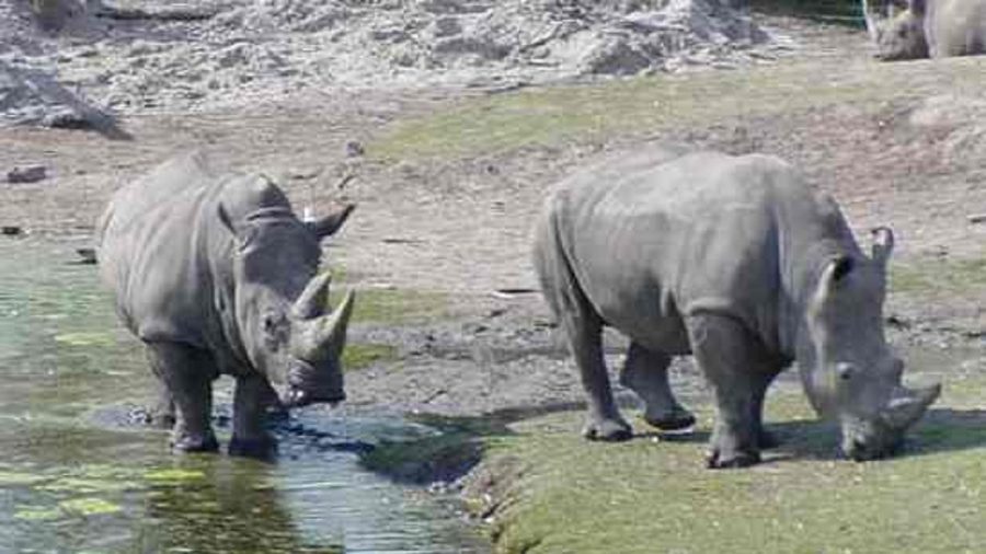 Rhino Strikes Zookeeper With Horn at Florida Zoo