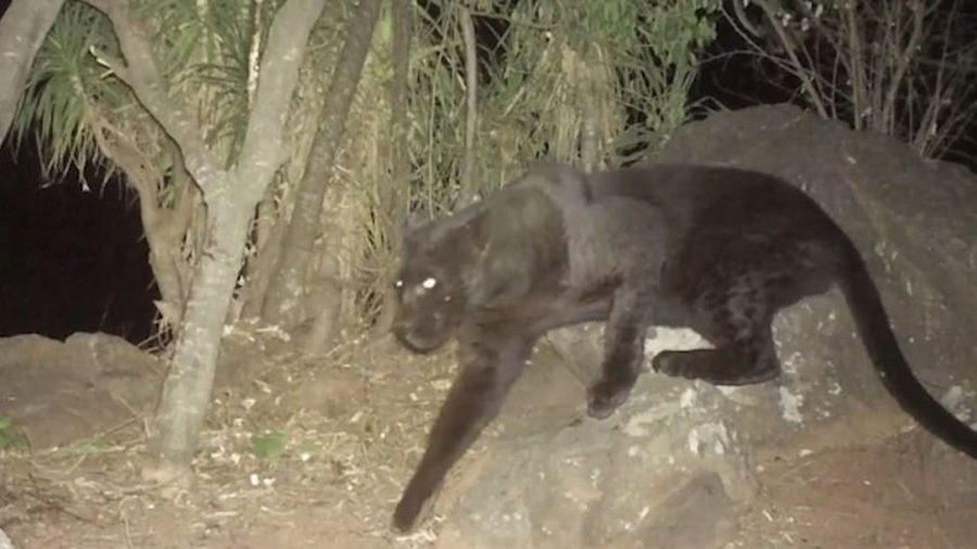 Extremely Rare Black Leopard Captured on Camera in Kenya
