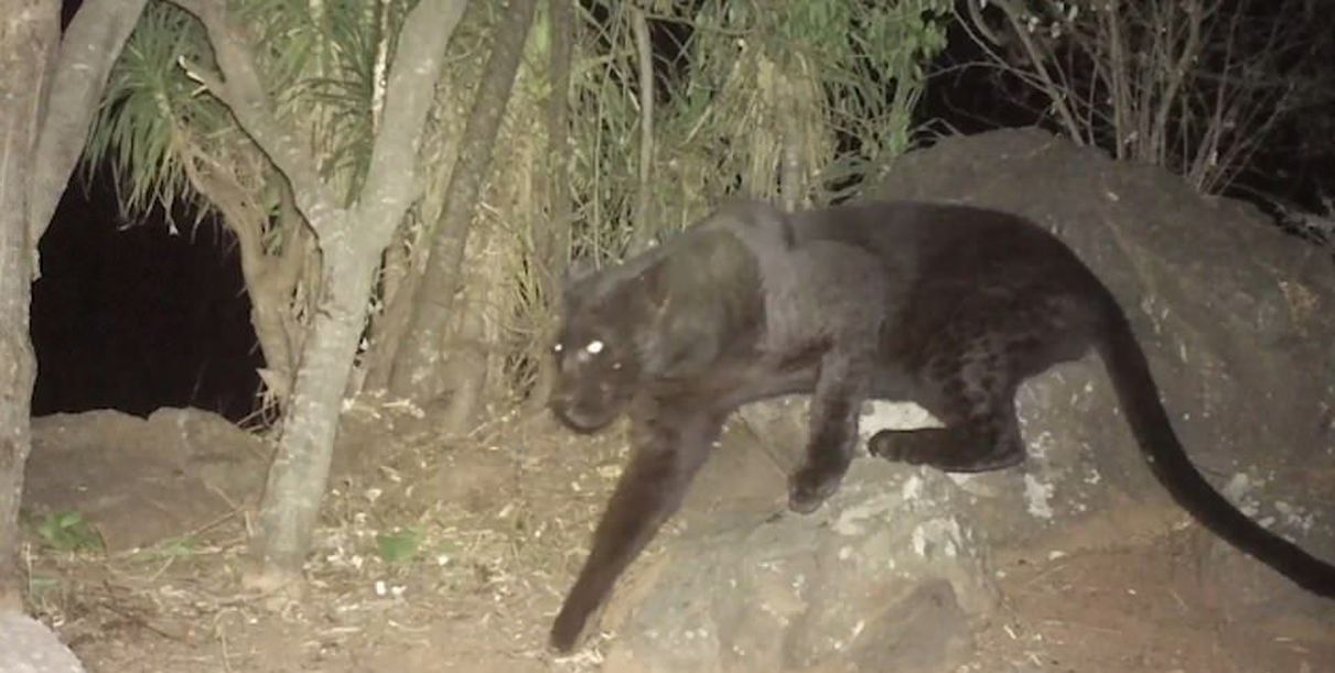 Extremely Rare Black Leopard Captured on Camera in Kenya
