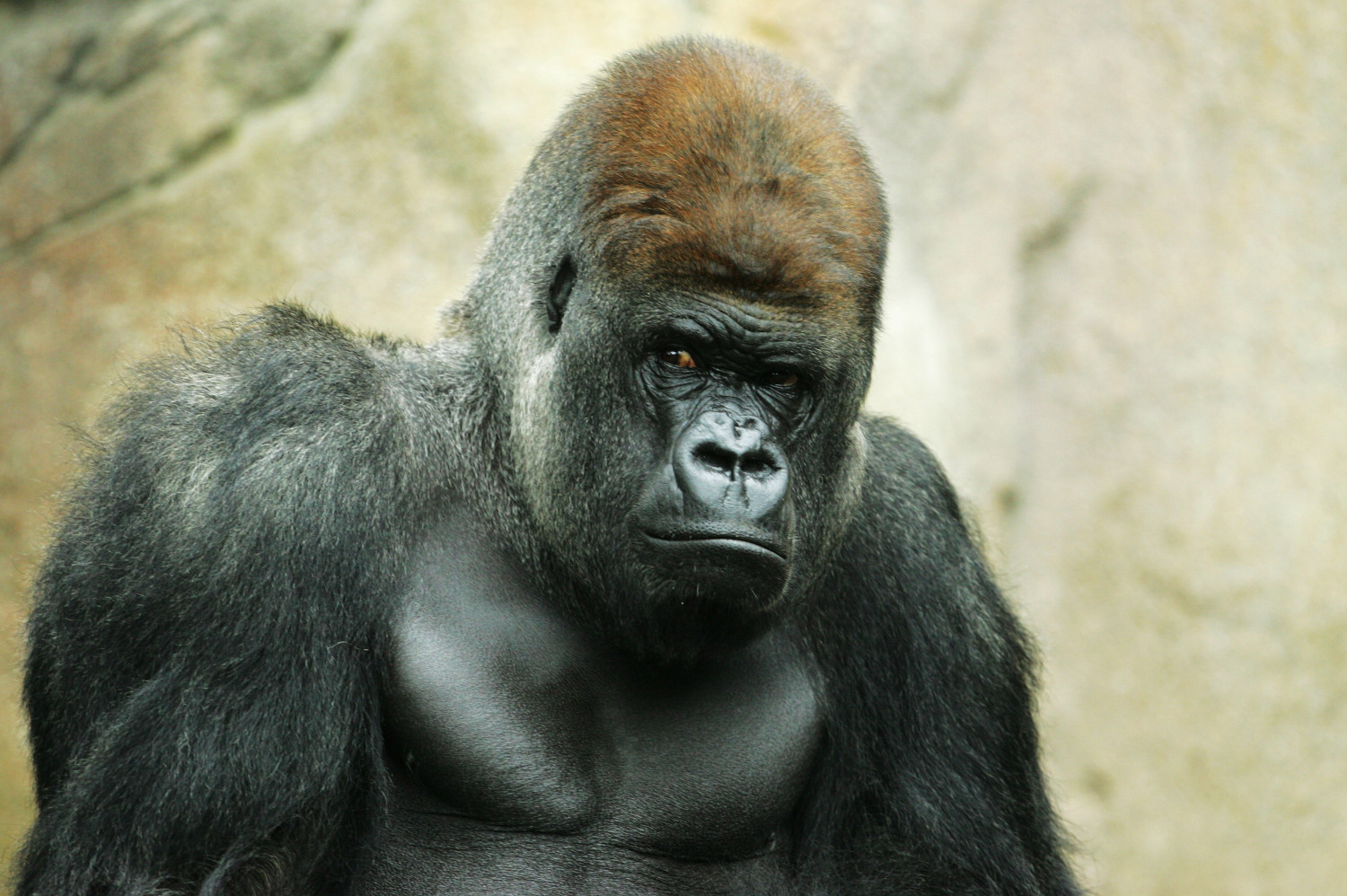 Judge Sides With Cincinnati Zoo in Gorilla Custody Battle With California Sanctuary