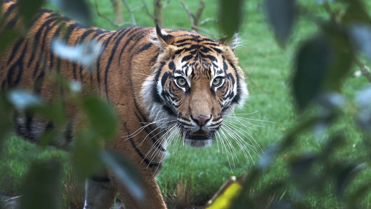 3 Sumatran Tiger Cubs Born at London Zoo