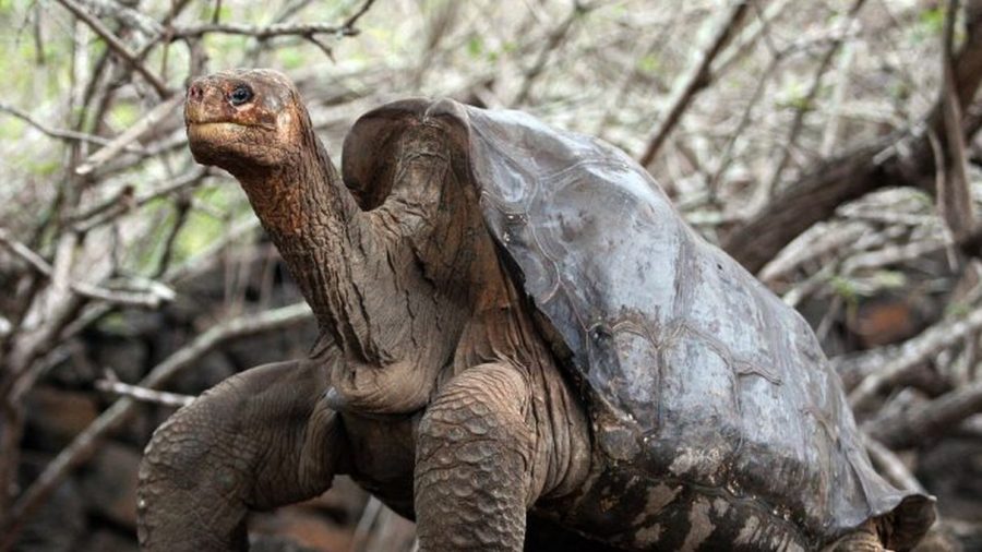 ‘Extinct’ Galapagos Tortoise Found After More Than 100 Years
