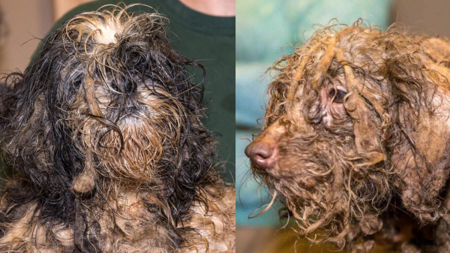 Rescuers Help Save 630 Dogs, ‘Heavily Matted and Covered in Feces’ From a Puppy Mill