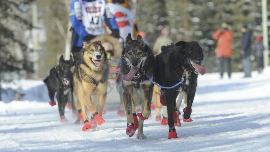 Big Crowds Cheer Kick Off of Alaska’s Famed Iditarod Race