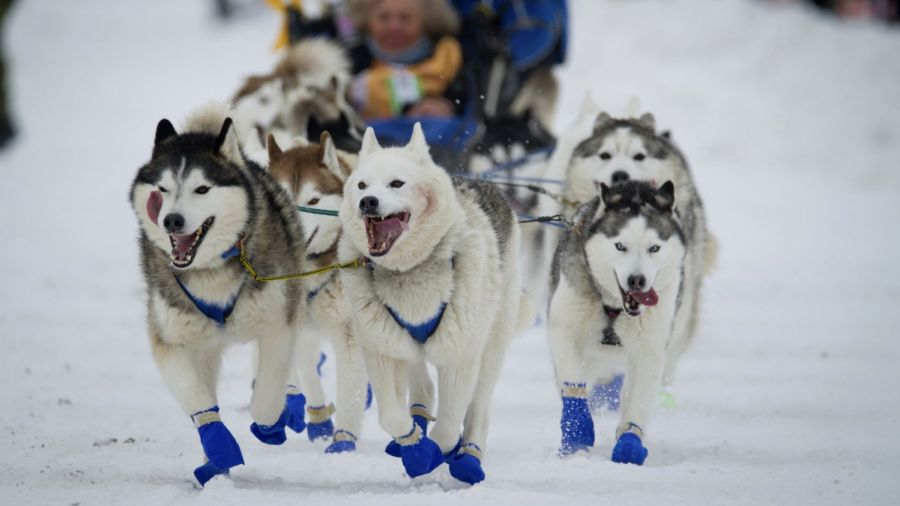 Image Issues Hound Start of Alaska’s Iditarod Sled Dog Race