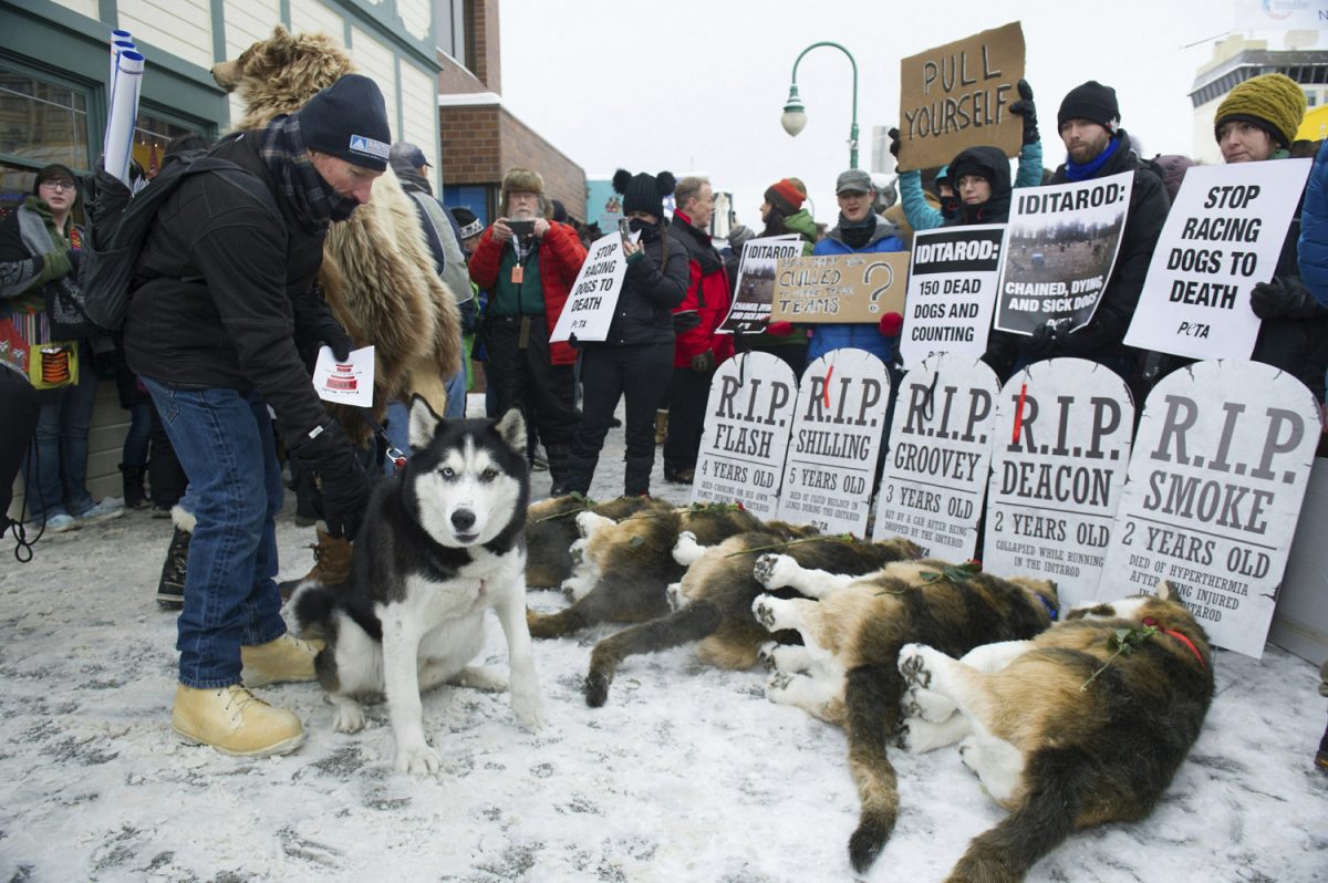 Anchorage resident Terry Fischer, with his Alaskan Husky Litho, happens into the People For the Ethical Treatment of Animals (PETA) protest prior to the ceremonial start of the Iditarod Trail Sled Dog Race in Anchorage, Alaska, on March 3, 2018. (Michael Dinneen/AP)