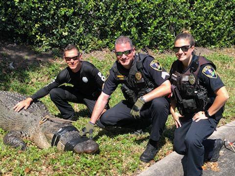 Police catch a massive gator weighing over 700 pounds and measuring nearly 12 feet long in Jupiter, Fla., on March 28, 2019. (The Jupiter Police Department)