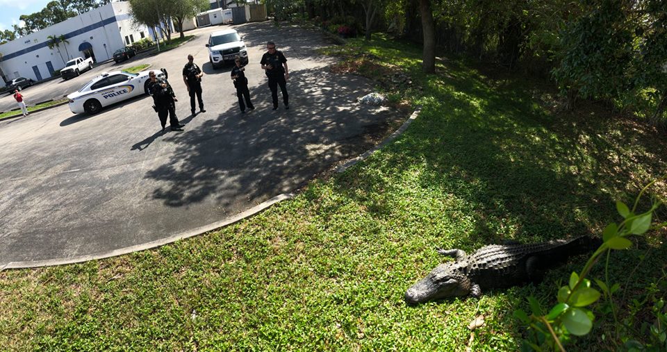 Police catch a massive gator weighing over 700 pounds and measuring nearly 12 feet long in Jupiter, Fla., on March 28, 2019. (The Jupiter Police Department)