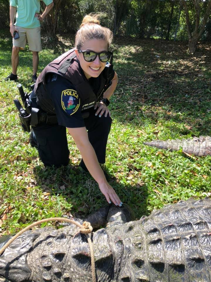 Police catch a massive gator weighing over 700 pounds and measuring nearly 12 feet long in Jupiter, Fla., on March 28, 2019. (The Jupiter Police Department)