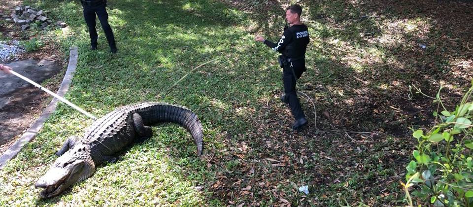 Police catch a massive gator weighing over 700 pounds and measuring nearly 12 feet long in Jupiter, Fla., on March 28, 2019. (The Jupiter Police Department)
