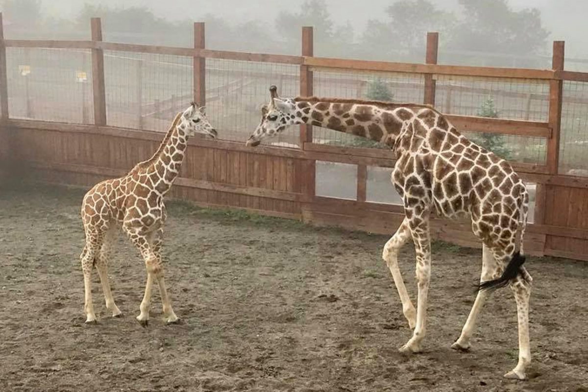 April the Giraffe and her offspring Tajiri