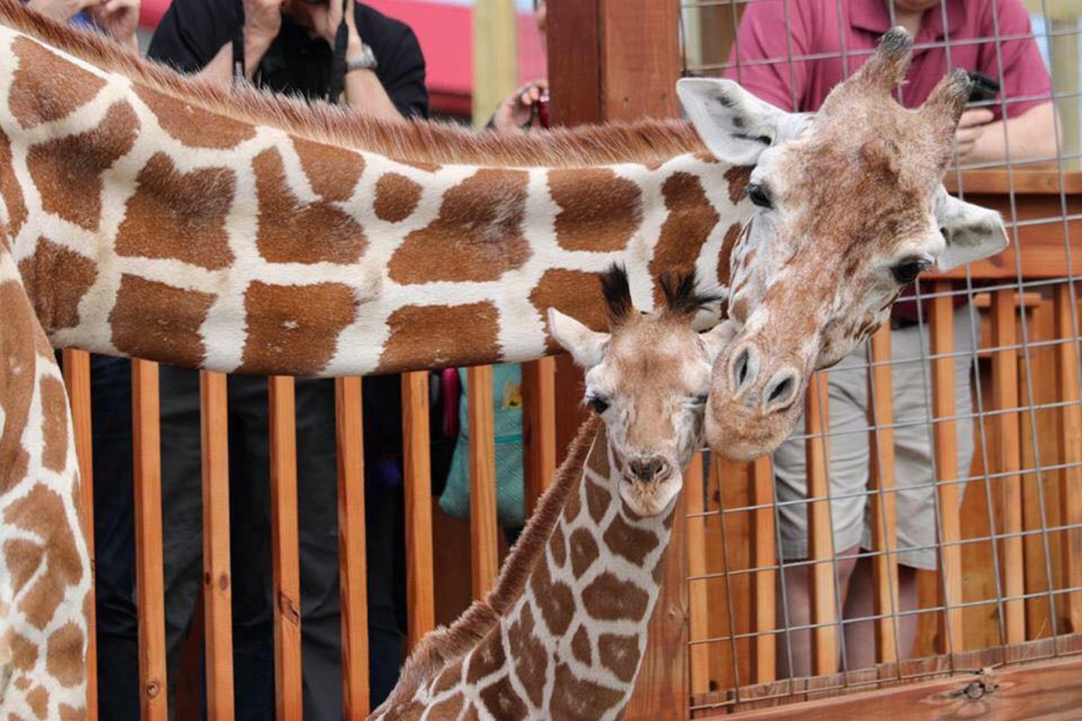 April the Giraffe and Tajiri