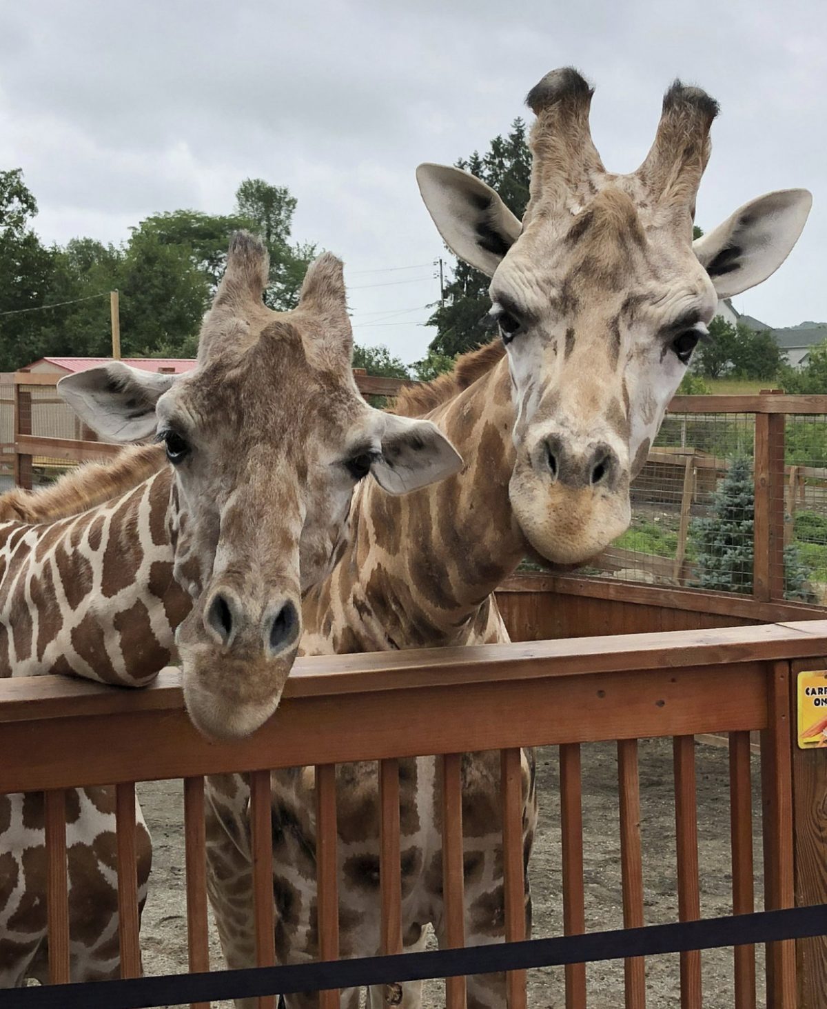 April the Giraffe and her mate Oliver