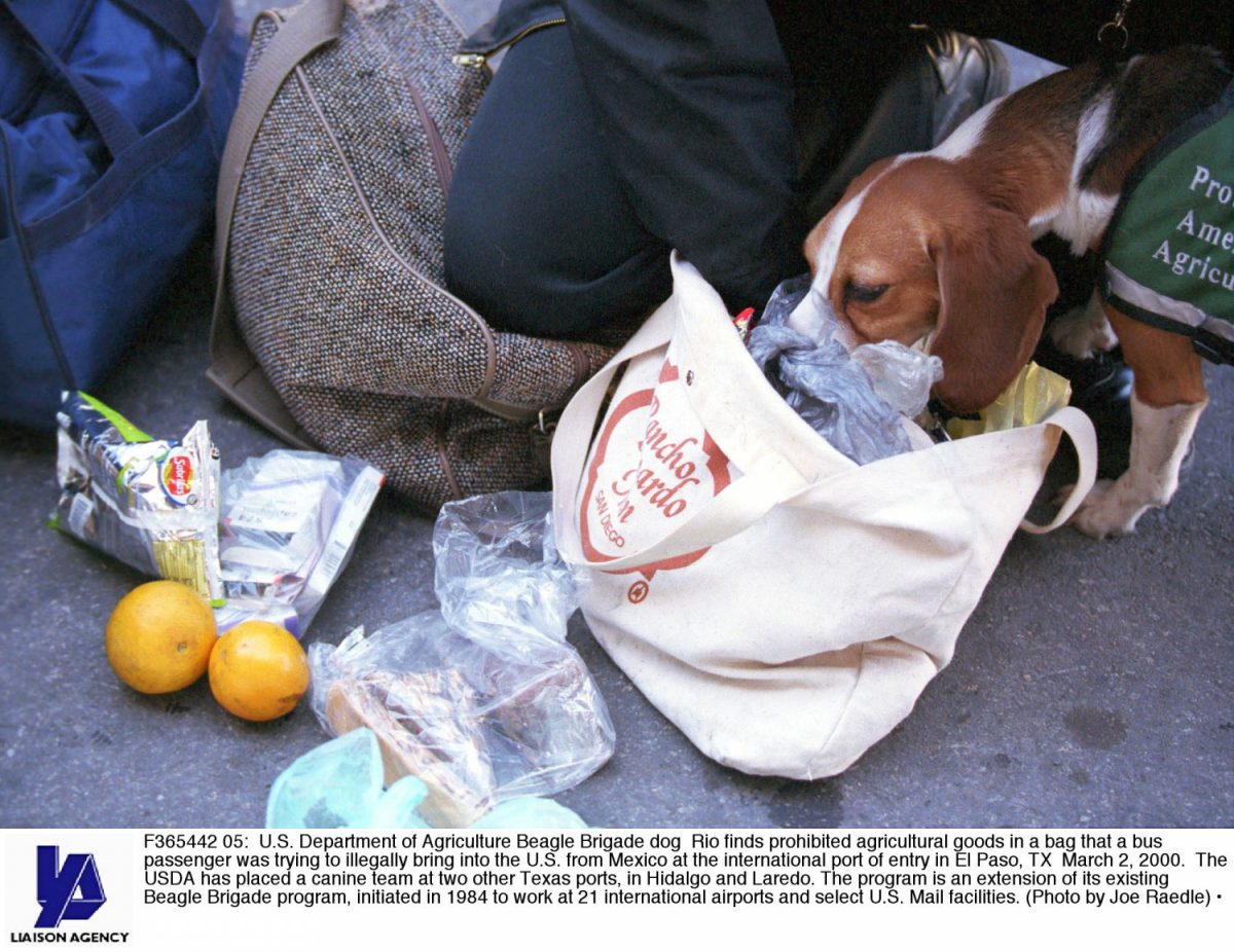 Department of Agriculture Beagle Brigade dog Rio finds prohibited agricultural goods in a bag that a bus passenger was trying to illegally bring into the United States from Mexico at the international port of entry in El Paso, Texas, on March 2, 2000. (Joe Raedle/Getty Images)