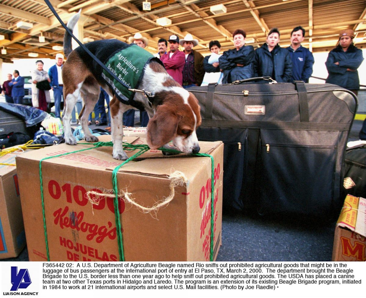 A Department of Agriculture beagle named Rio sniffs out prohibited agricultural goods that might be in the luggage of bus passengers at the international port of entry at El Paso, Texas, on March 2, 2000. (Joe Raedle/Getty Images)
