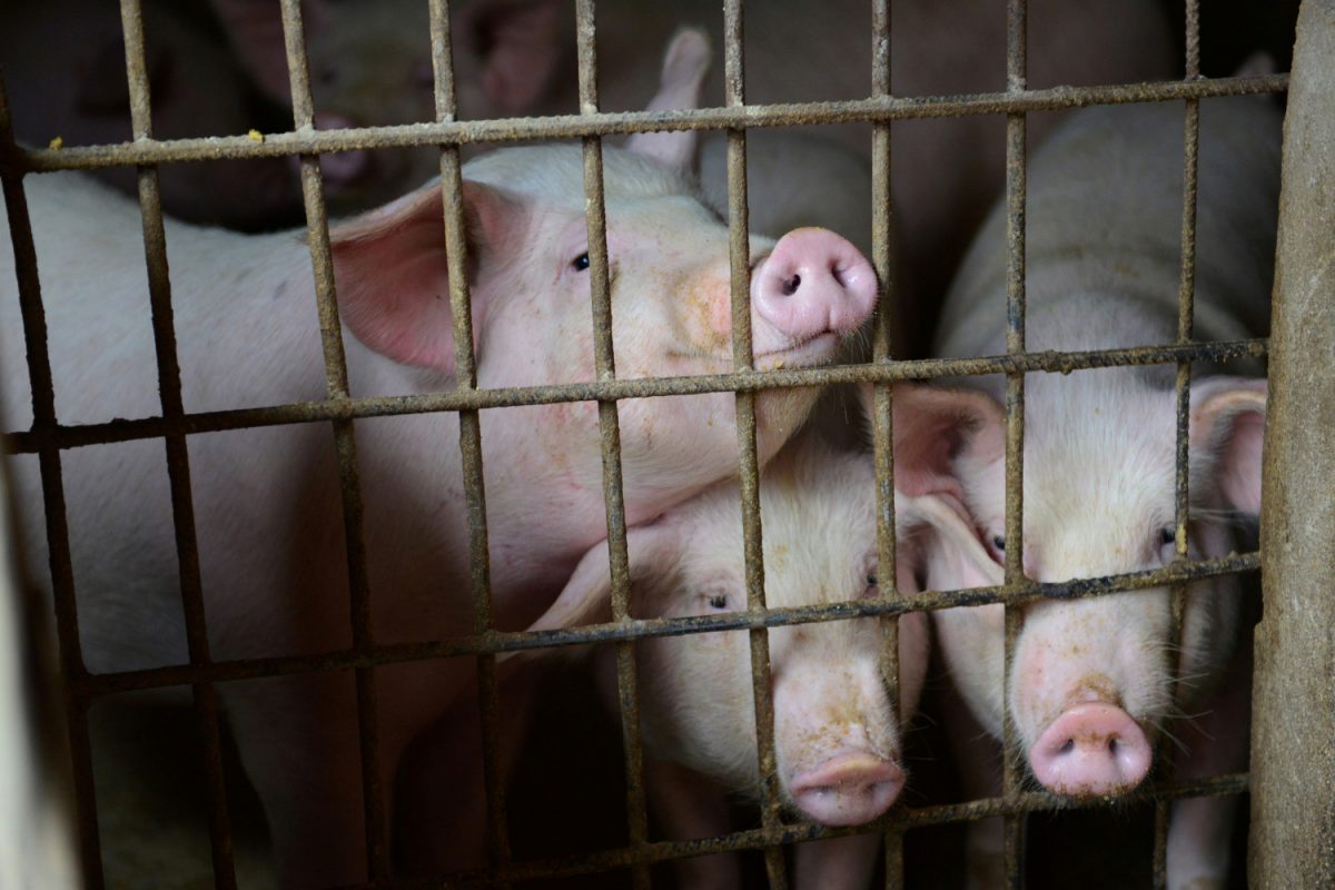 Pigs are seen at a family farm in Fuyang, Anhui Province, China on Dec. 5, 2018. (Reuters)
