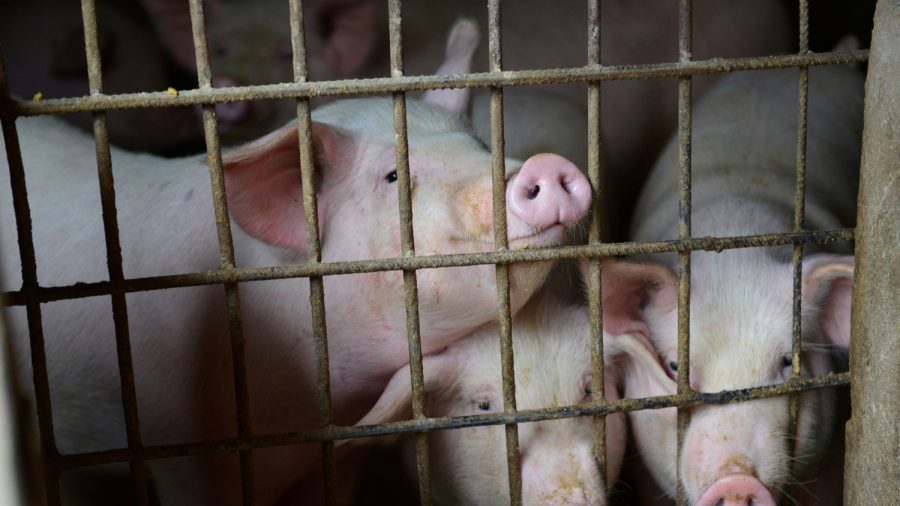 China Reports African Swine Fever Outbreak on Hainan Island, OIE Says