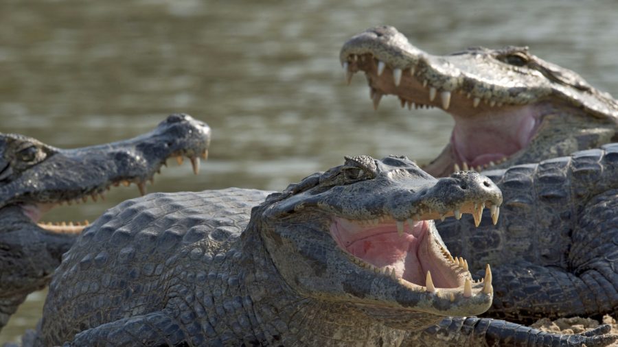 Feds Charge 75 Over Puerto Rico Drug Gang That Fed Victims to Pet Caimans