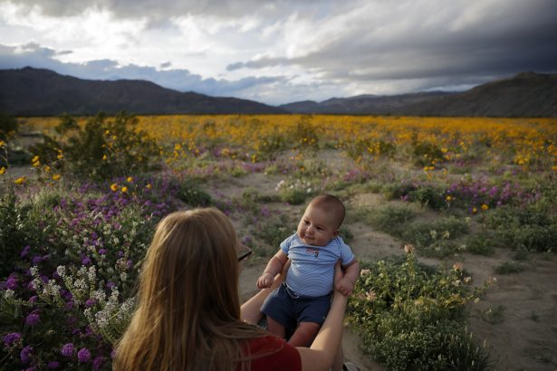 Rene Garcia holds her three-month-old son Brandon amid wildflowers in bloom near Borrego Springs, Calif. March 6, 2019. (AP Photo/Gregory Bull)