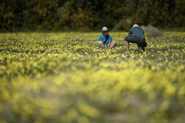 A woman poses for a picture among wildflowers in bloom near Borrego Springs, Calif., on March 6, 2019. (Gregory Bull/AP Photo)