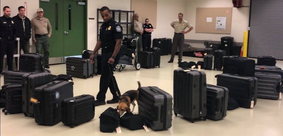 Chipper, one of the "Beagle Brigade" members, sniffs for fruits, plants, and meat products in an airport simulation activity, in this undated photo. (Trisha Ahmed/CNN)