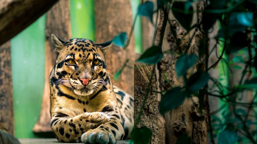 ‘New Cats in Town’: Ohio Zoo Shares Adorable Pictures of Month-Old Clouded Leopard